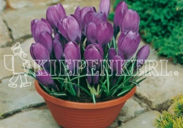 Crocus vernus Remembrance 8/9