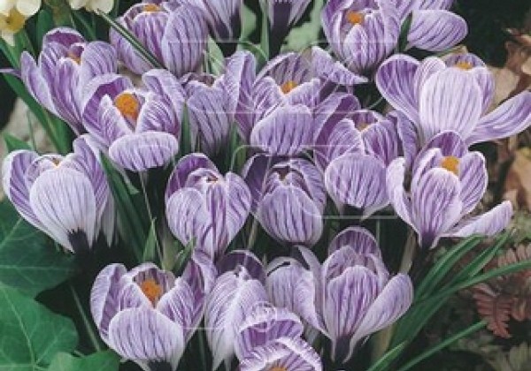 Crocus vernus Pickwick 8/9
