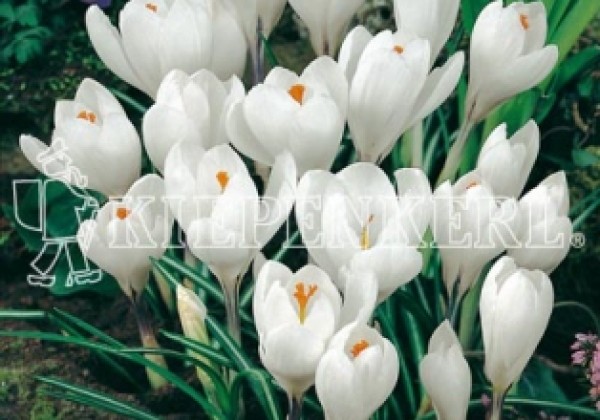 Crocus vernus Jeann d'Arc 8/9