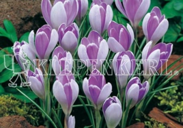 Crocus vernus Vanguard 8/9