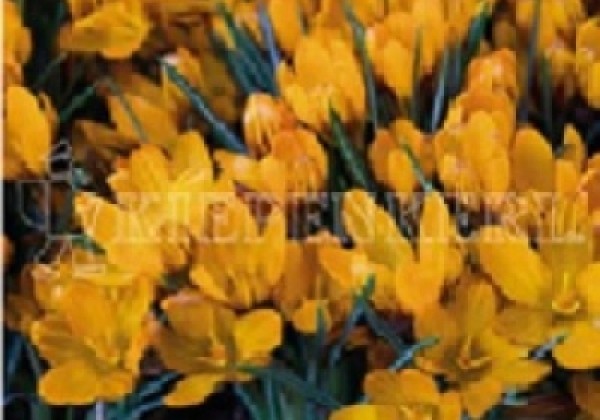 Crocus olivieri ssp balansae Orange Monarch 5/7