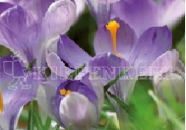 Crocus Yalta 5/7