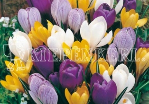 Crocus vernus Mischung 8/9