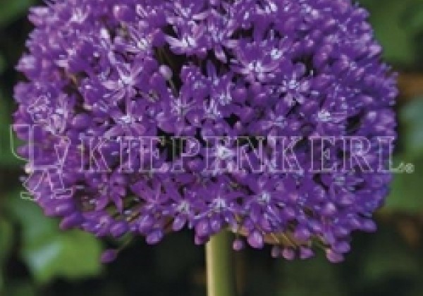 Allium Ambassador 20/+
