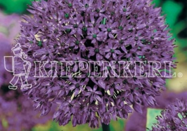 Allium Gladiator 18/+