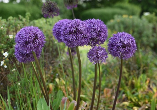 Allium Gladiator 18/+