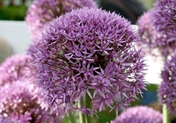 Allium Pinball Wizard 20/+