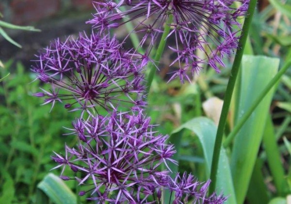 Allium Purple Rain 12/+