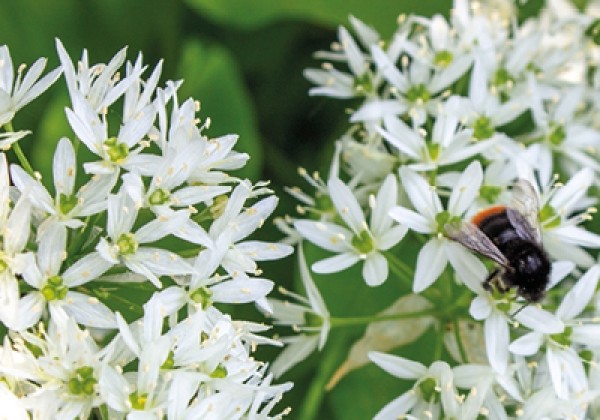 Allium stipitatum White Giant 20/+