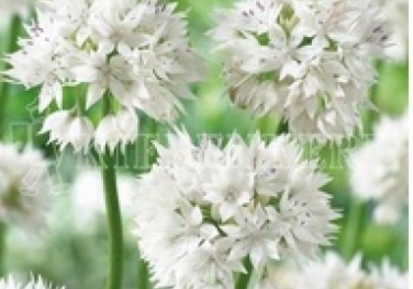 Allium amplectens Graceful Beauty 6/+