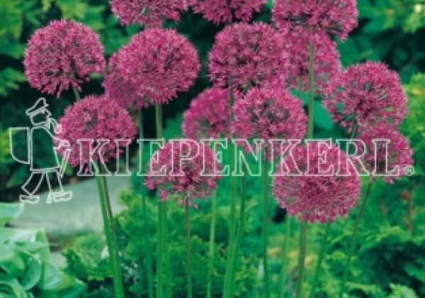 Allium aflatunense Purple Sensation 12/+