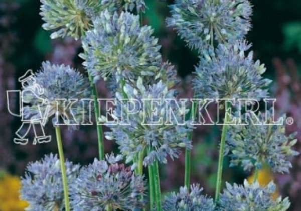 Allium caeruleum 4/+