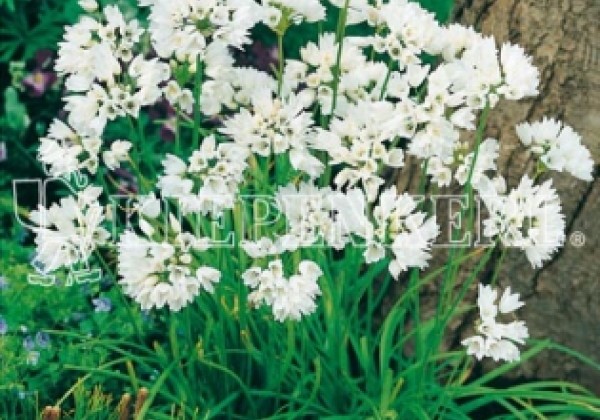 Allium cowanii 5/+