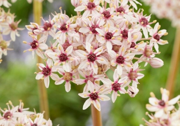 Allium Silver Spring 12/+