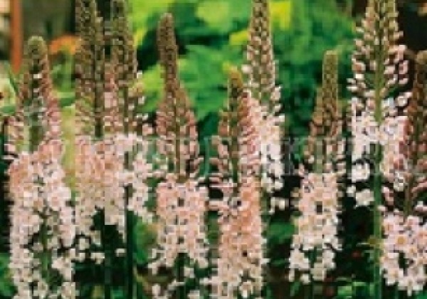 Eremurus robustus