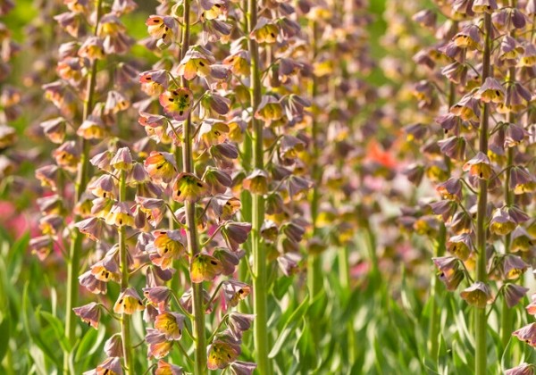 Fritillaria persica Magic Bells 20/+