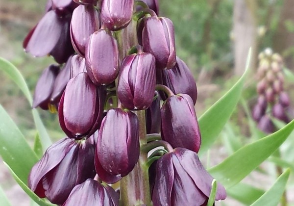 Fritillaria persica Purple Dynamite 20/+
