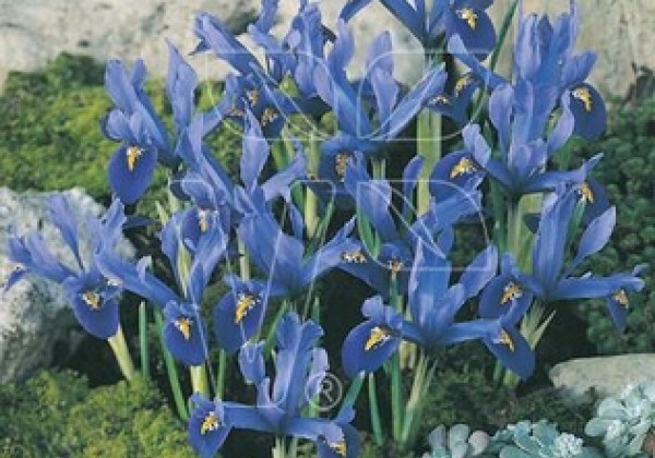 Iris reticulata Harmony 5/+