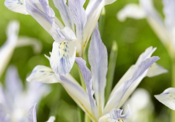 Iris reticulata Painted Lady 5/6