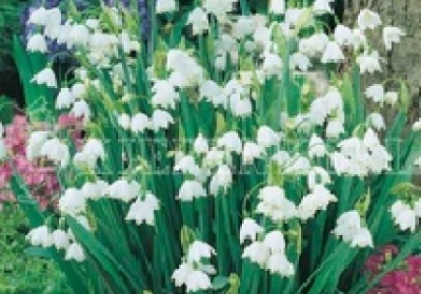 Leucojum aestivum 8/10
