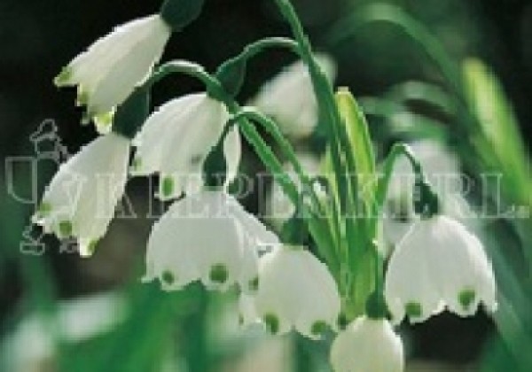 Leucojum aestivum Gravetye Giant 12/+