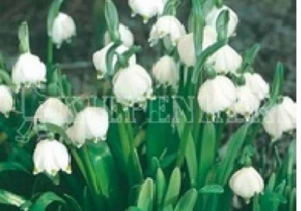 Leucojum vernum 6/+