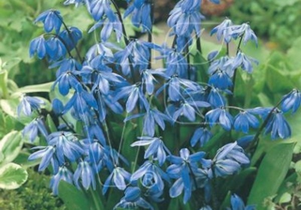 Scilla siberica 7/8