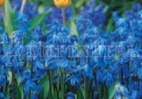 Scilla siberica Spring Beauty 8/9
