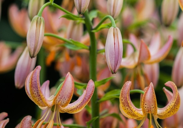 Lilium MA Fairy Morning