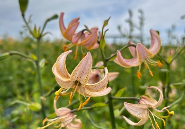 Lilium MA Fairy Morning