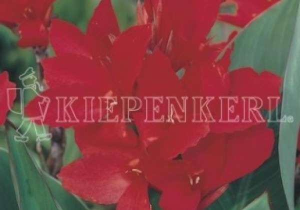 Canna indica Cherry Red