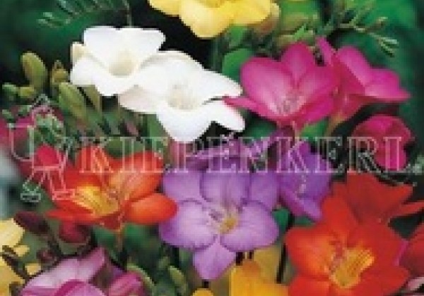 Freesia Mix 5/6