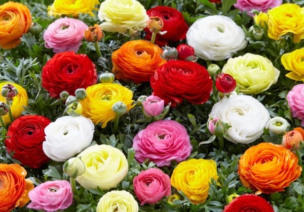 Ranunculus asiaticus French Mix