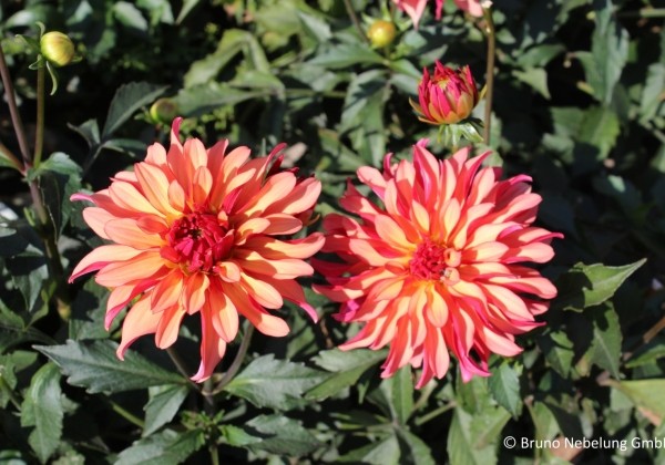Dahlia hortensis Gallery Art Deco