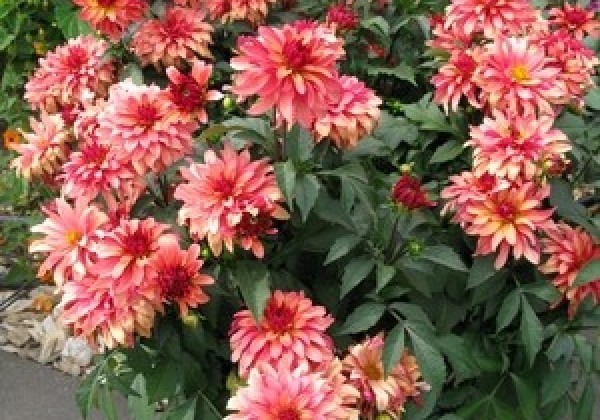 Dahlia hortensis Gallery Art Deco