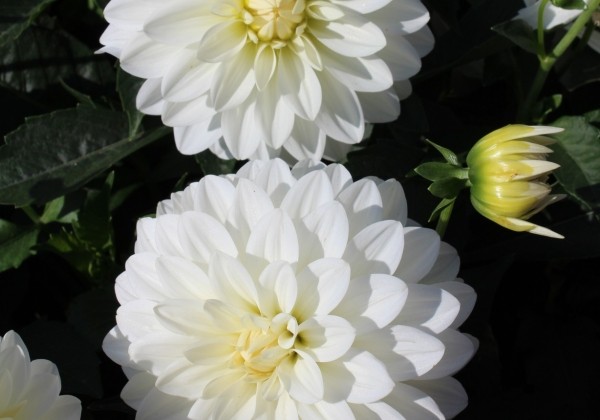 Dahlia hortensis Gallery Art Fair