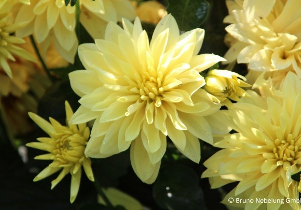 Dahlia hortensis Gallery Cezanne