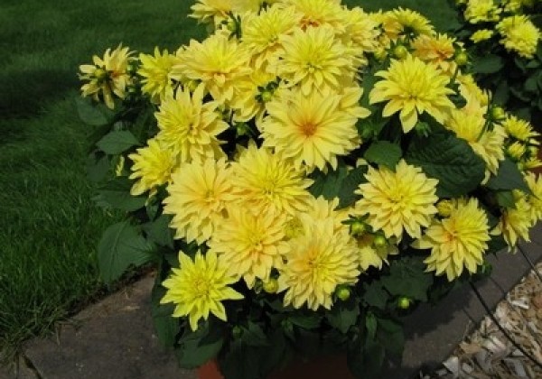 Dahlia hortensis Gallery Cezanne