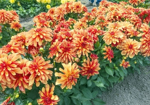 Dahlia hortensis Gallery Cobra