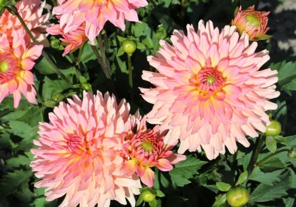 Dahlia hortensis Gallery Leonardo