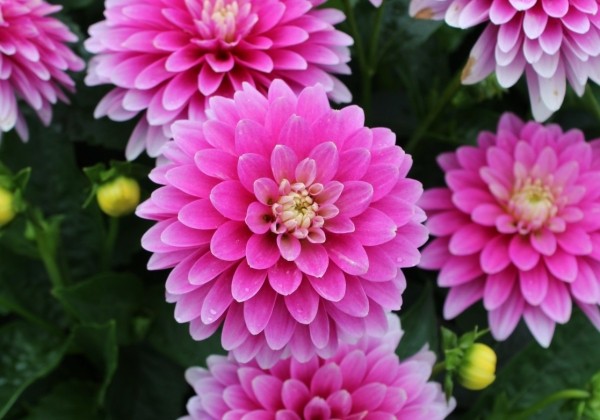 Dahlia hortensis Gallery Rembrandt