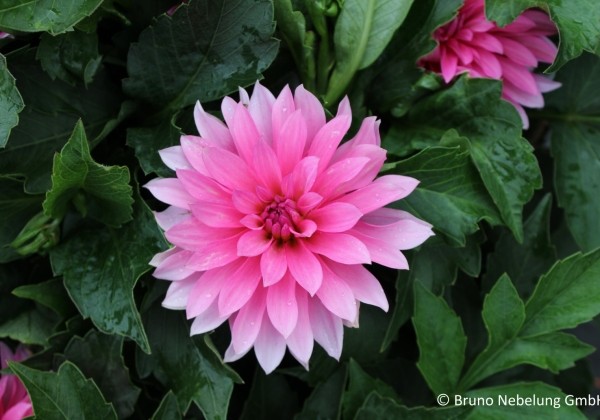 Dahlia hortensis Gallery Renoir