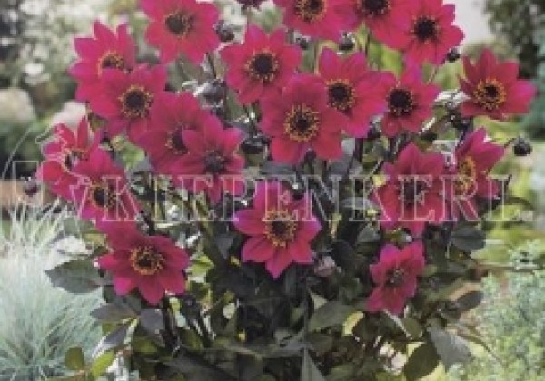 Dahlia hortensis Happy Days Cherry Red