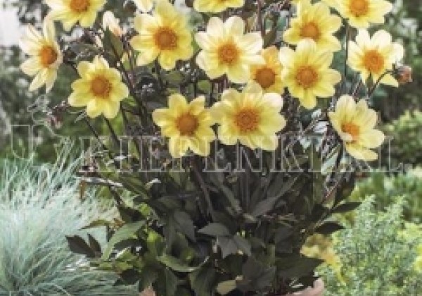 Dahlia hortensis Happy Days Lemon