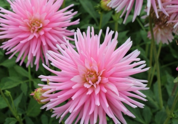 Dahlia hortensis Park Princess