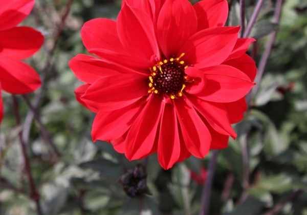 Dahlia hortensis Bishop of Landaff