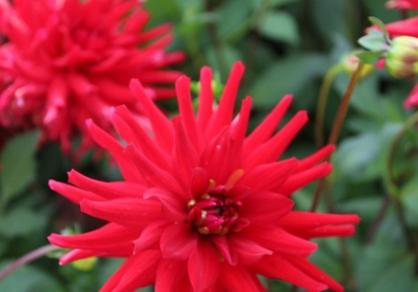 Dahlia hortensis Red Pigmy