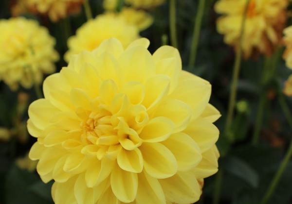 Dahlia hortensis Sisa