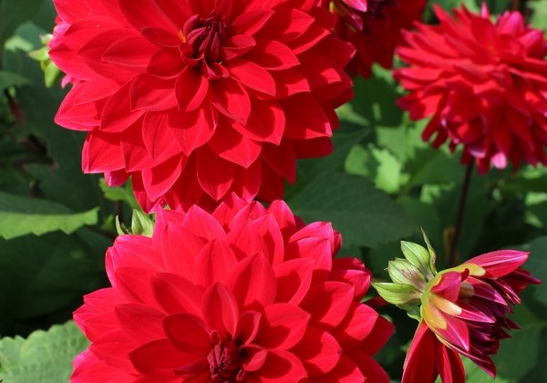 Dahlia hortensis Heatwave