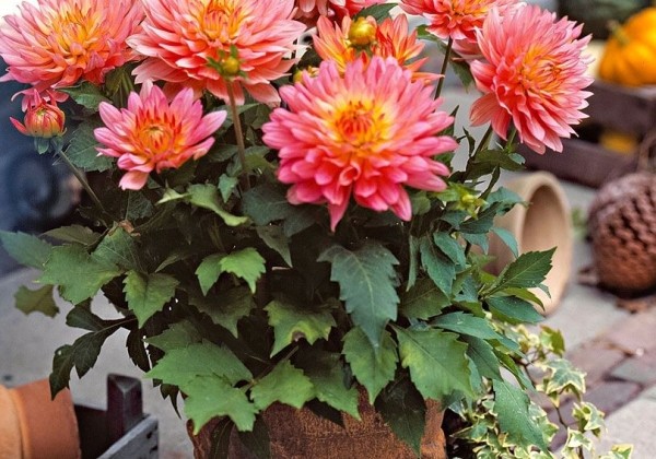 Dahlia hortensis Extase